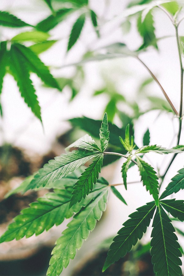 CBD Oil 
      Natural Evening Shade 
      AR